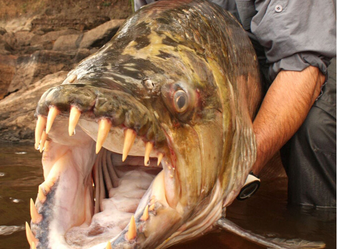 惊爆眼球的奇葩海洋生物：巨型食人鱼牙齿尖锐